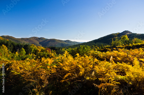 Autumn forest colors at hills of Zeljin mountain in Serbia