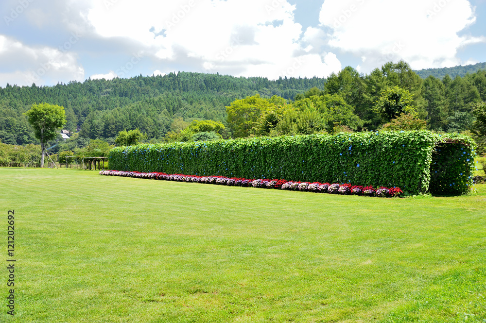Obraz premium 山中湖花の都公園 花のトンネル