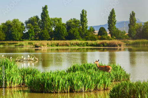 deer in salburua park