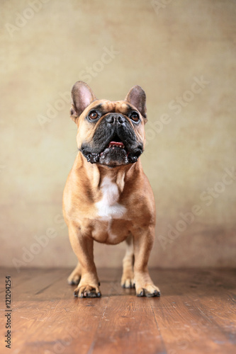 stehende Französische Bulldogge im Studio © Jana Behr