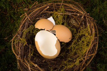 Baby nest digital backdrop