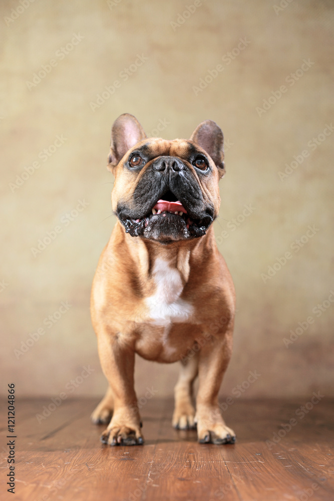 Obraz premium stehende Französische Bulldogge im Studio