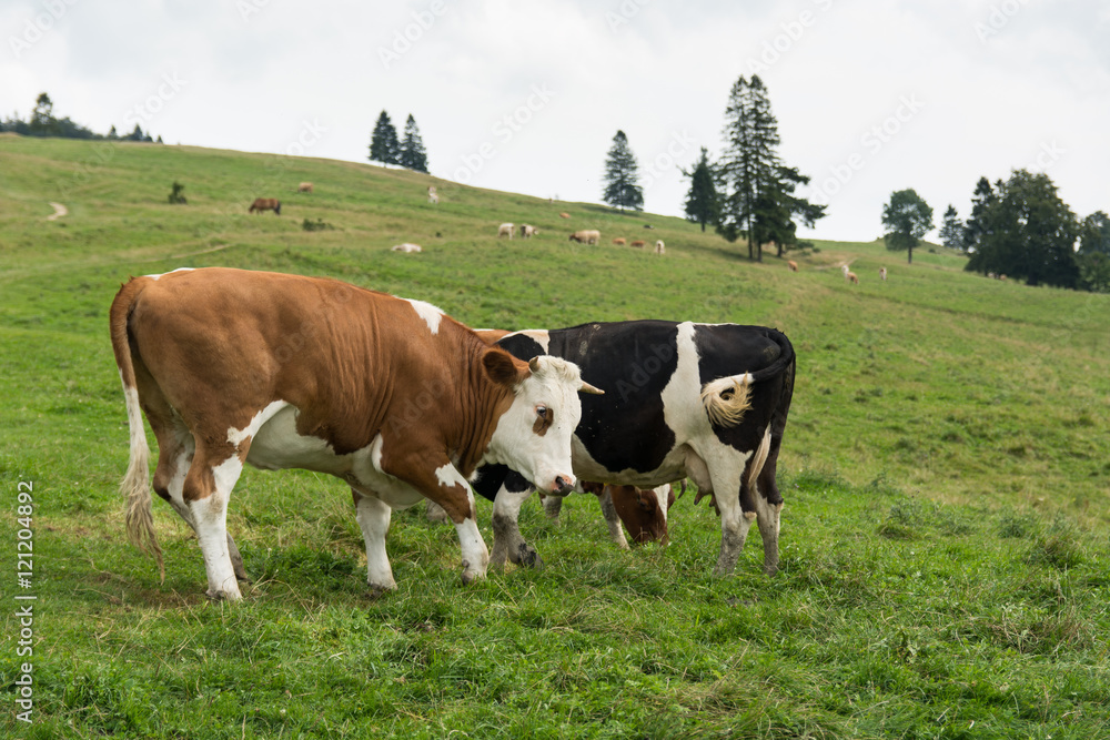 Cows in the meadow in the summer Cows in the meadow in the summer