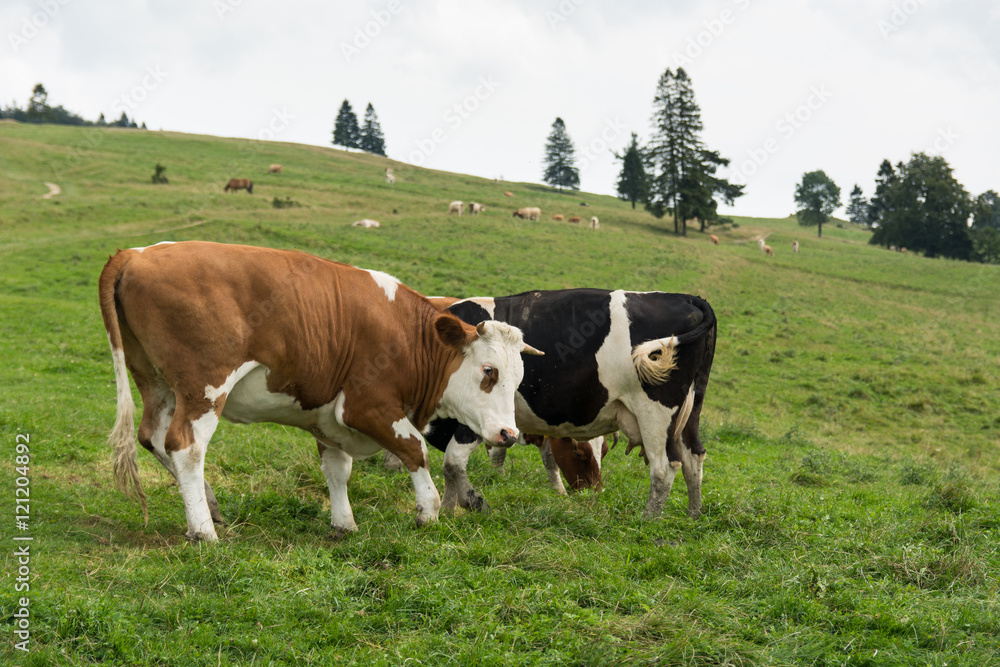 Cows in the meadow in the summer 