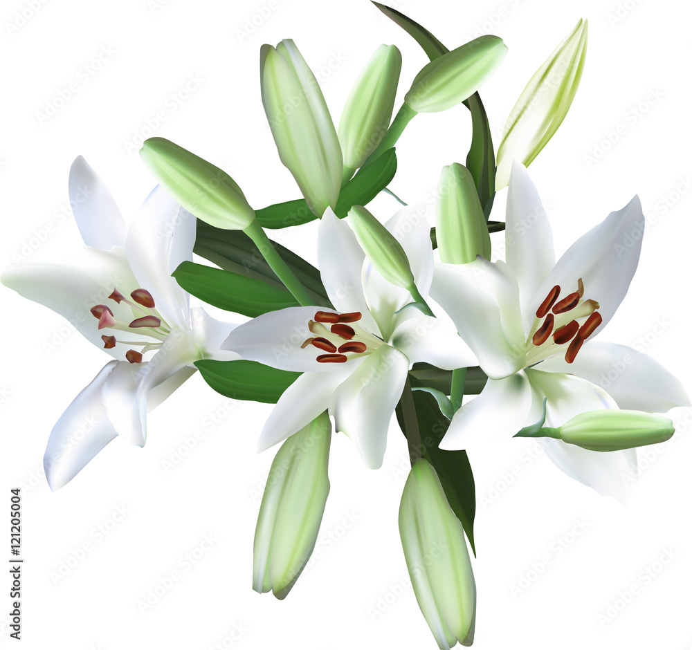 Fototapeta premium three white lily blooms and many buds