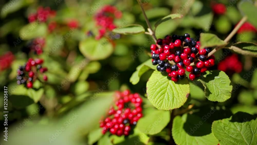 red and black berries on the bushes red and black berries on the bushes