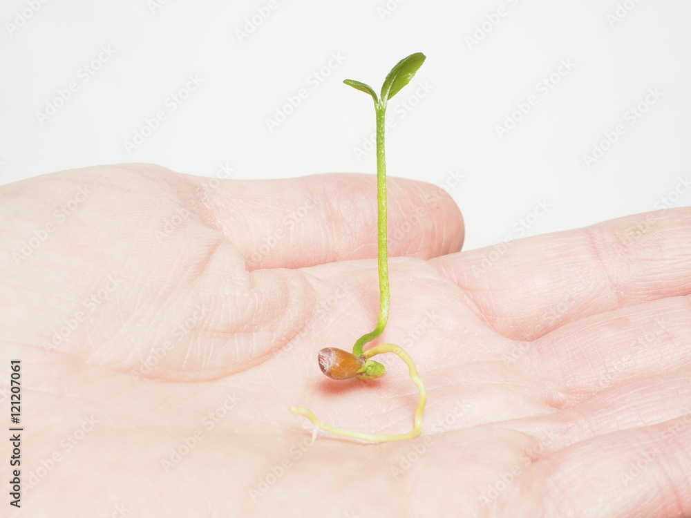 Young seed sprouting into a beautiful young plant, isolated in a person's hand Young seed sprouting into a beautiful young plant, isolated in a person's hand