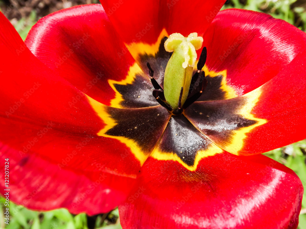 Tulip Tulip