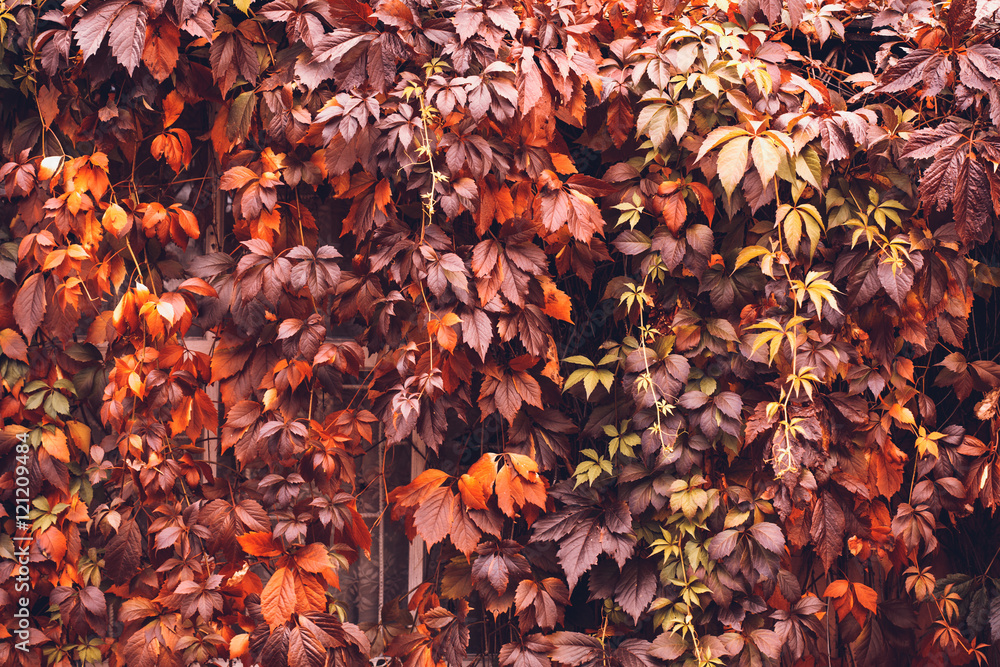 Autumn Virginia Creeper Autumn Virginia Creeper