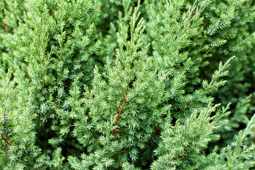 Pattern of beautiful green Juniperus chinensis stricta leaves.  photo