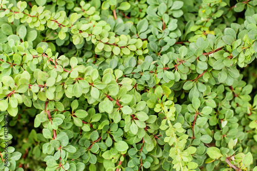 Green branches and leaves of Berberis thunbergii Green Carpet photo