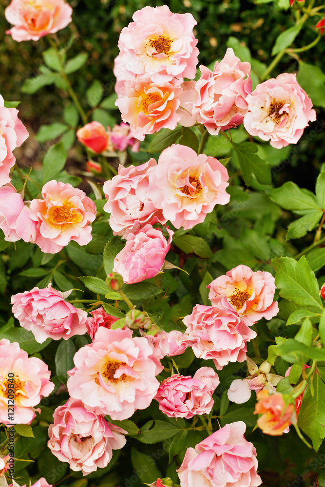Obraz premium Rose Jean Cocteau floribunda, salmon-pink flowers
