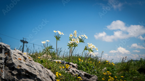 Sommerblumen auf dem Berg