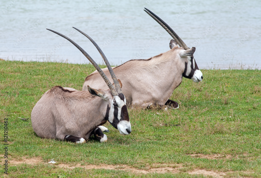 Gemsbok, oryx gazella, allongés dans l'herbe Gemsbok, oryx gazella, allongés dans l'herbe