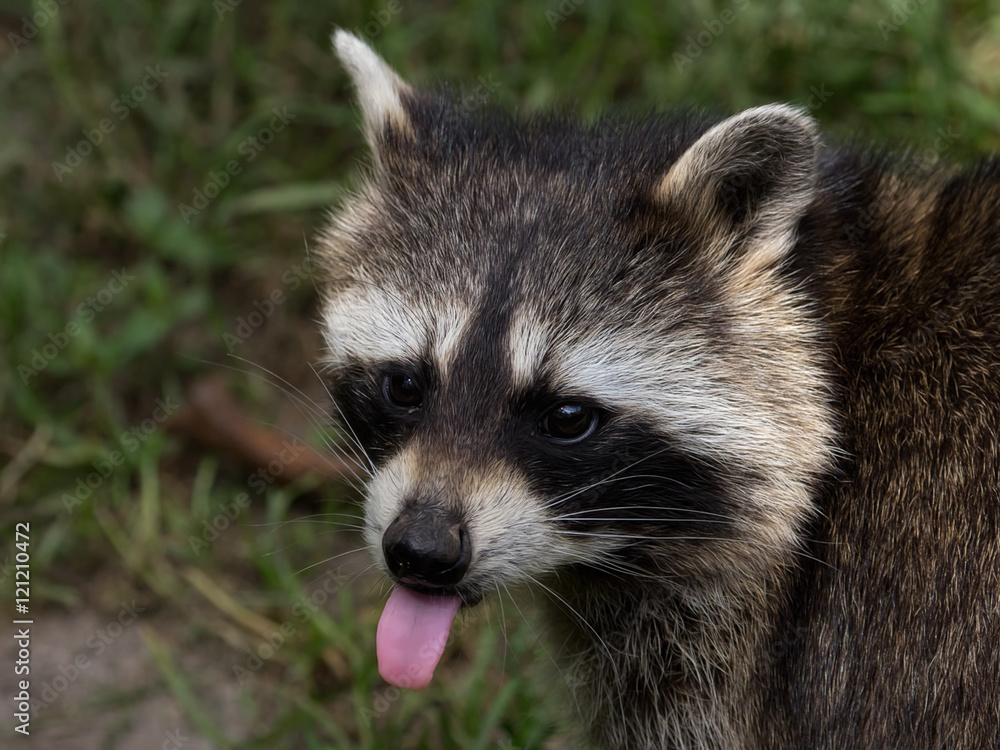 Raccoon sticks his tongue out