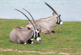 Gemsbok, oryx gazella, allongés dans l'herbe