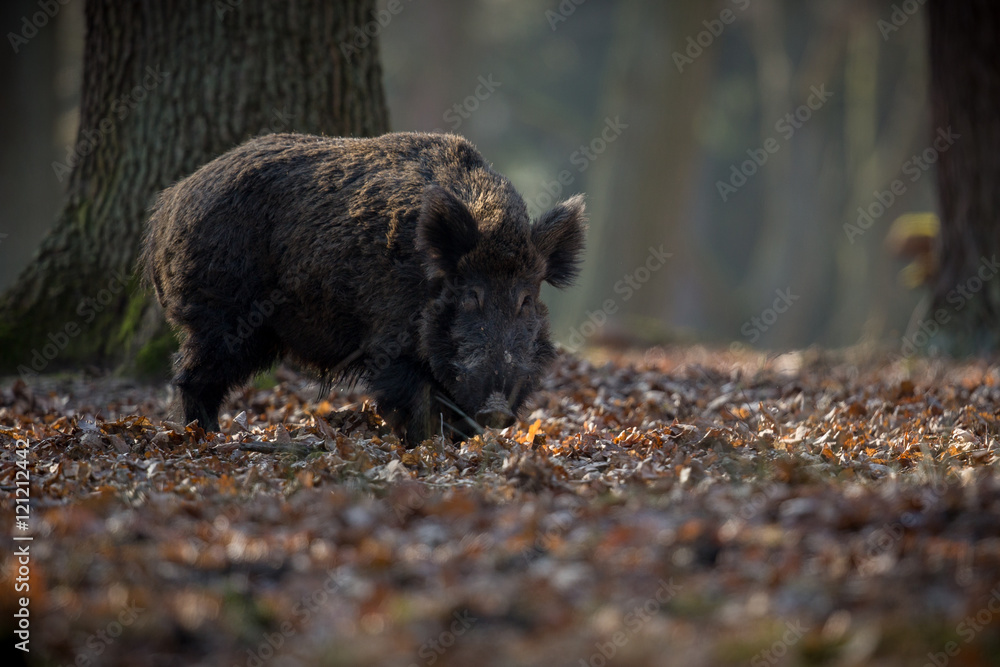 Φωτογραφία Wild boar male in the forest/wild animal in the nature habitat/Czech Republic