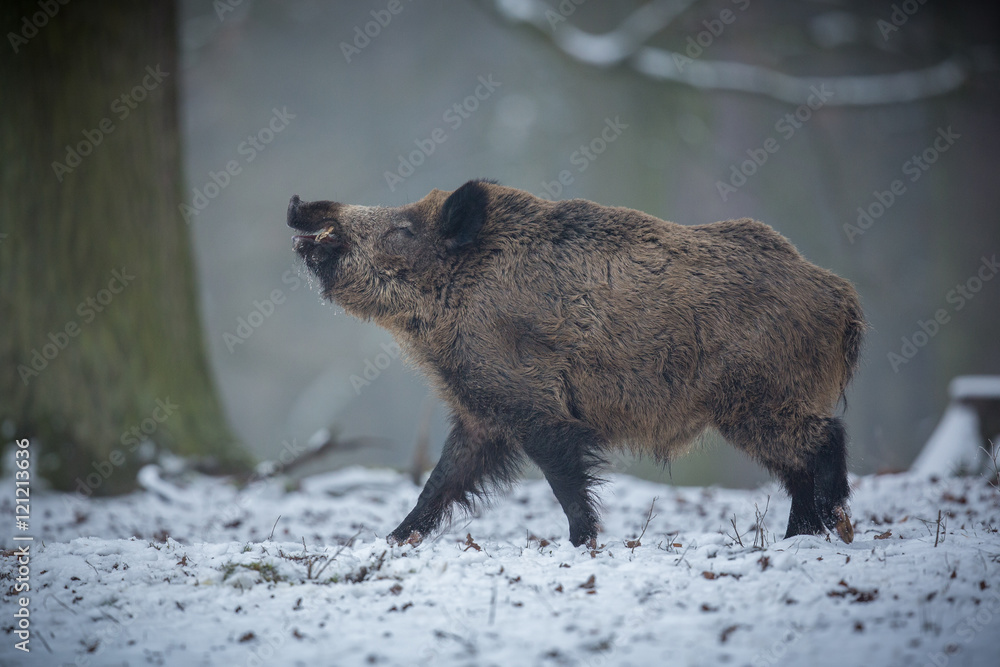 Φωτογραφία Wild boar male in the forest/wild animal in the nature habitat/Czech Republic