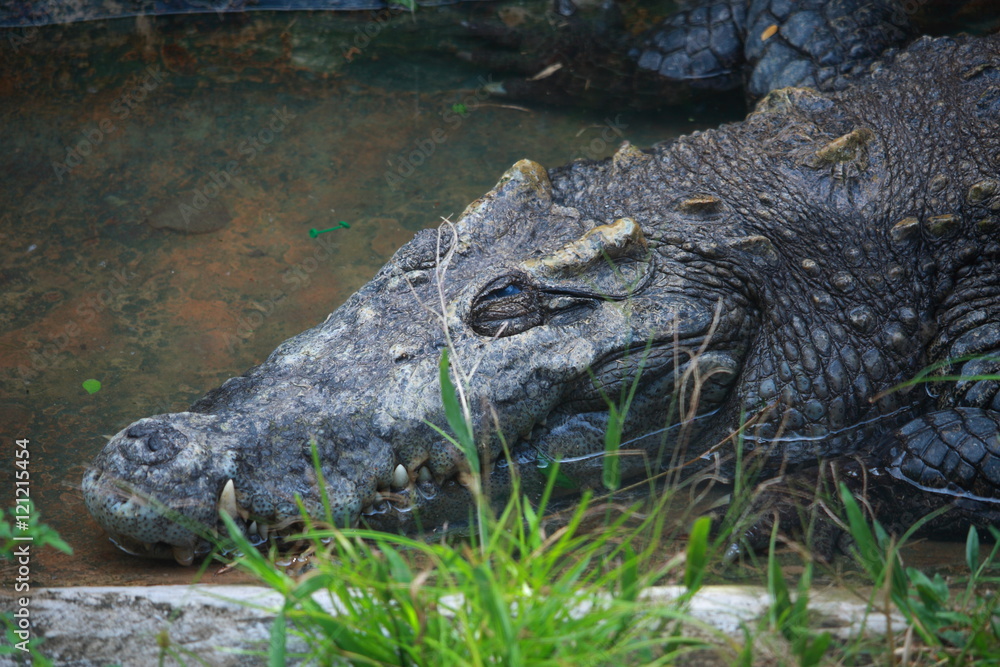 Fototapeta premium Old Crocodile in Farm
