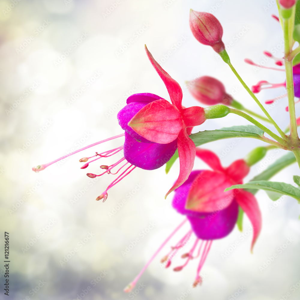 Fuchsia flower on white Fuchsia flower on white