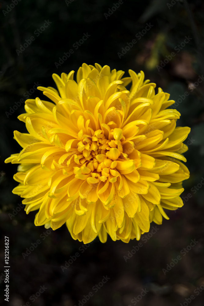 Obraz premium Yellow flower