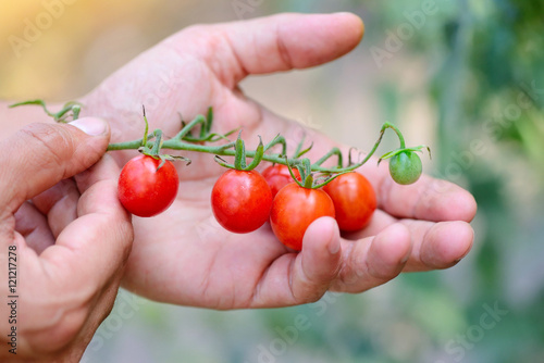 Farmer showing organic cherry tomatoes. Healthy food concept © nmelnychuk