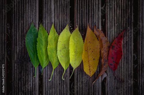Colors of fall