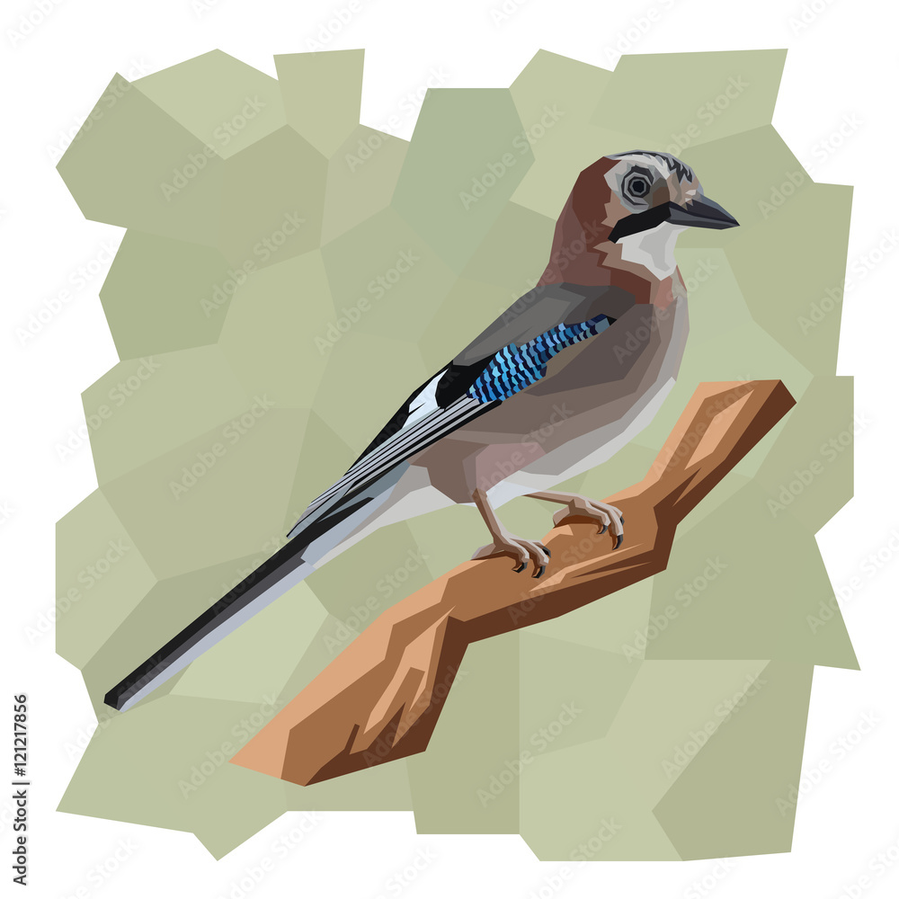 Fotografie Vector simple illustration of jay bird.
