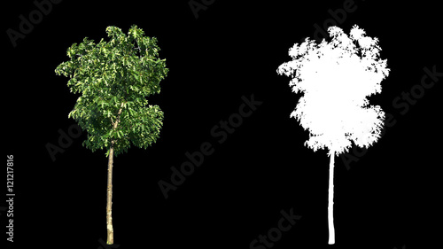 Beautiful green full size real tree isolated on alpha channel with black and white luminance matte, perfect for digital composition