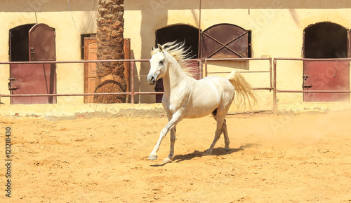 Arabian Horse in a sandy ranch/ featuring Arabian Horse in a sandy field in sunny day