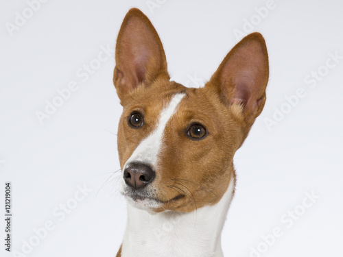 Basenji puppy portrait. The Basenji is a breed of hunting dog that doesn't bark. Image taken in a studio.