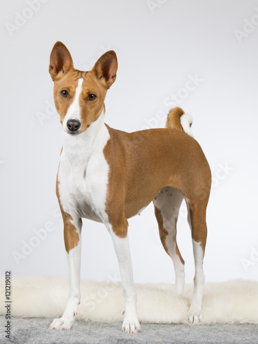 Basenji puppy portrait. The Basenji is a breed of hunting dog that doesn't bark. Image taken in a studio.