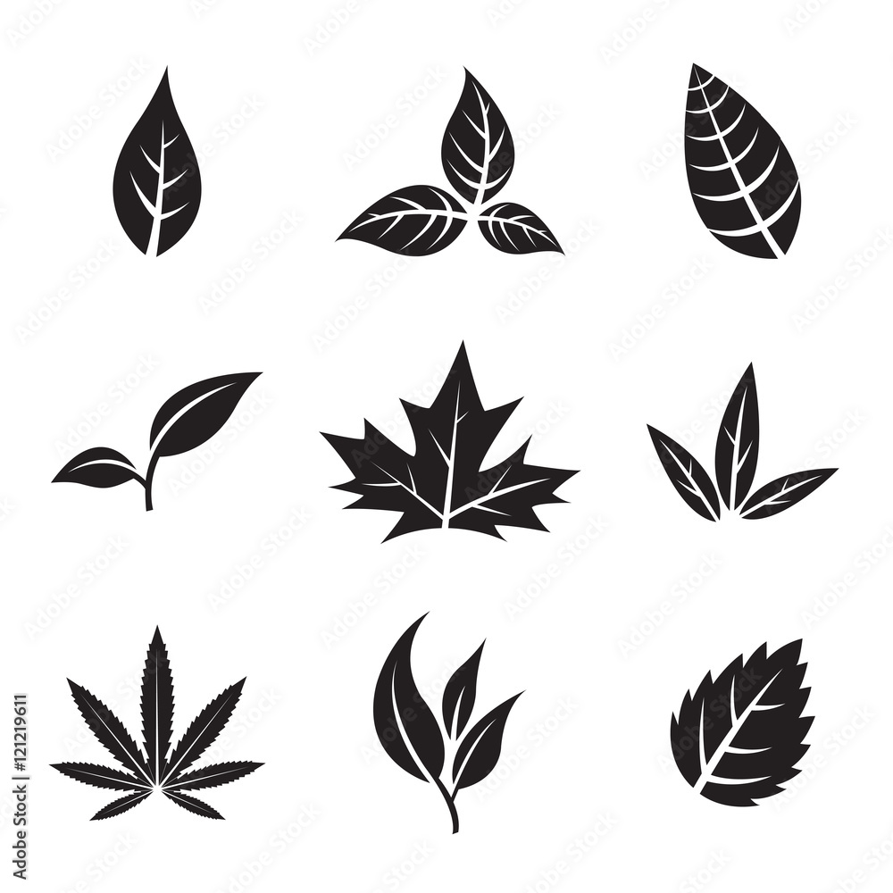 Black Leaves isolated on white Black Leaves isolated on white