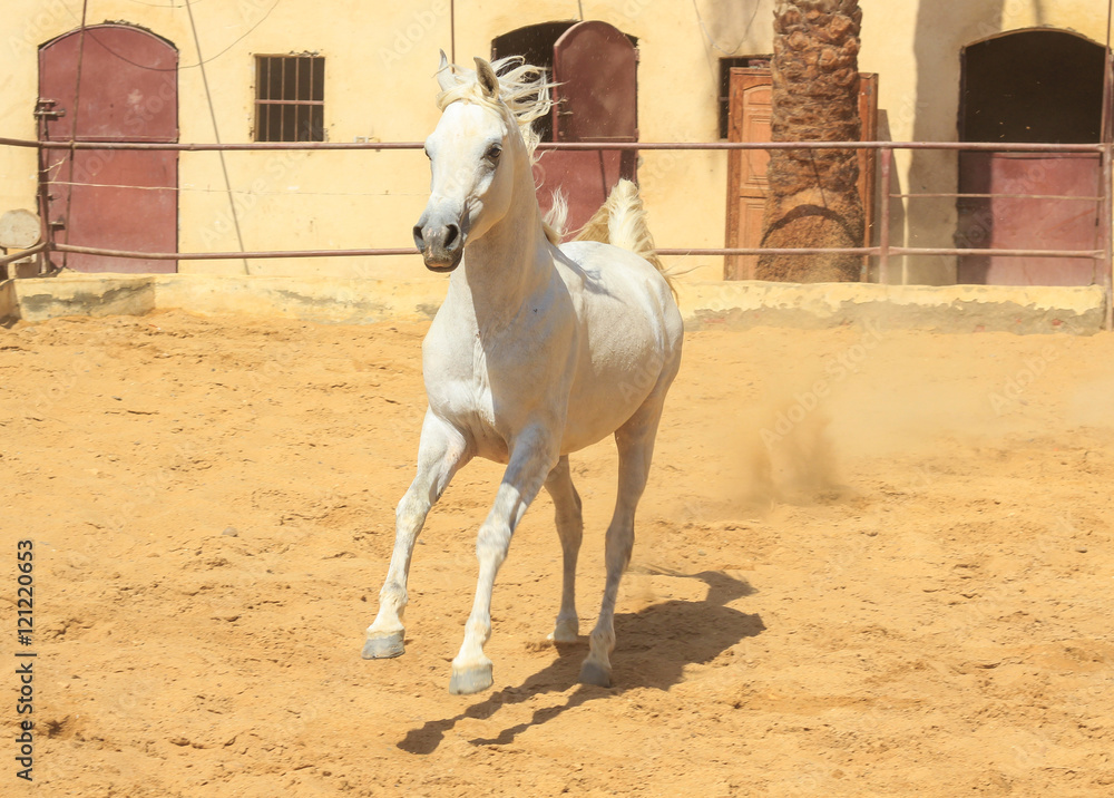 Arabian Horse in a sandy ranch/ featuring Arabian Horse in a sandy field in sunny day Arabian Horse in a sandy ranch/ featuring Arabian Horse in a sandy field in sunny day