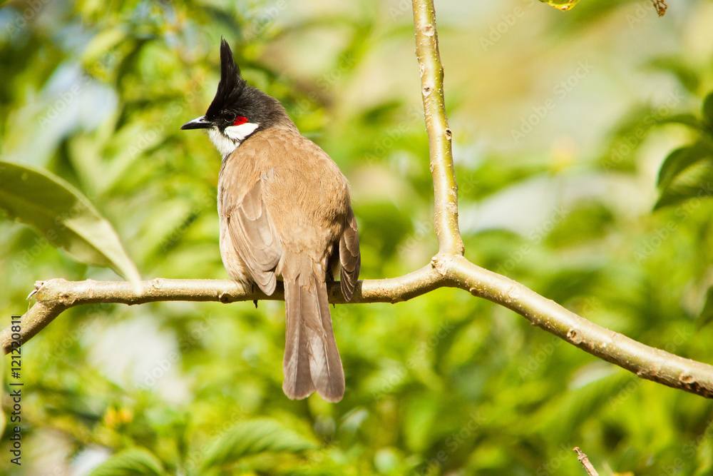 Red-whiskered Bulbul bird resting Red-whiskered Bulbul bird resting