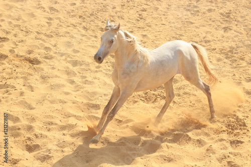 Arabian Horse in a sandy ranch/ featuring Arabian Horse in a sandy field in sunny day © bassemadel