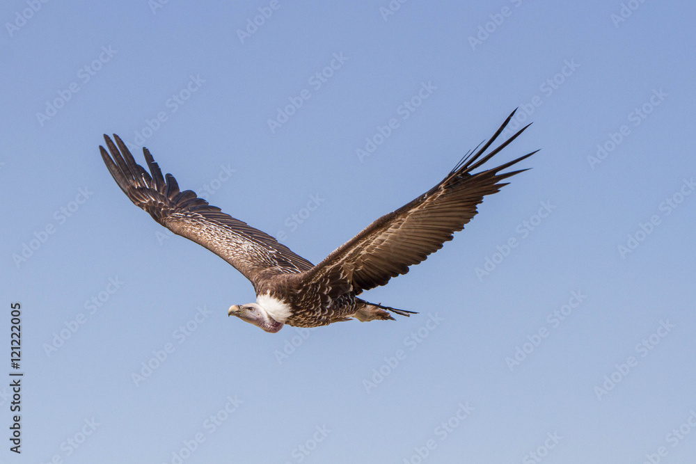 Obraz premium Vautour