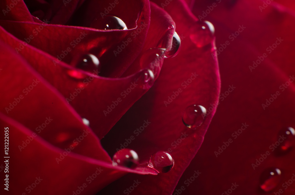 Red Rose with droplets Red Rose with droplets