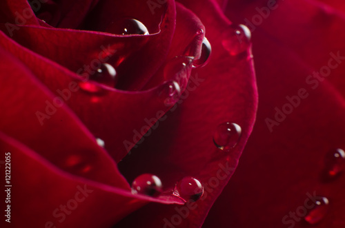 Red Rose with droplets