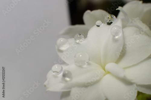 Flower with water drops