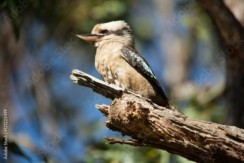 Kookaburra Bird