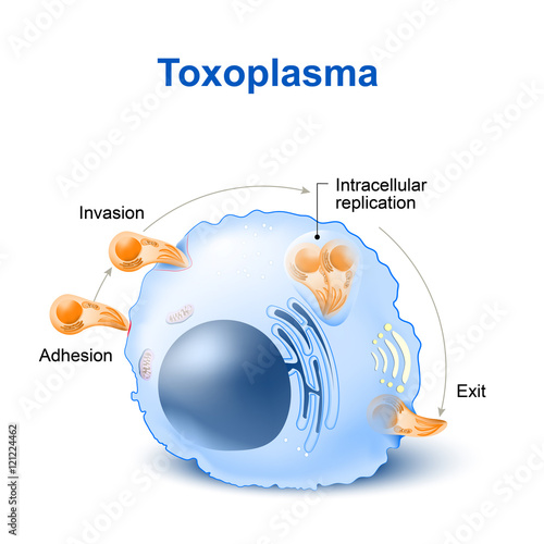 Toxoplasma gondii invasion and dissemination in the cell