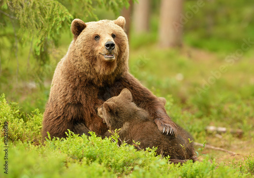 Brown bear breastfeeding cubs