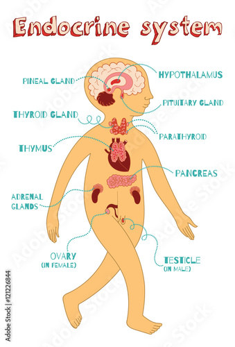 vector cartoon illustration of endocrine system for kids