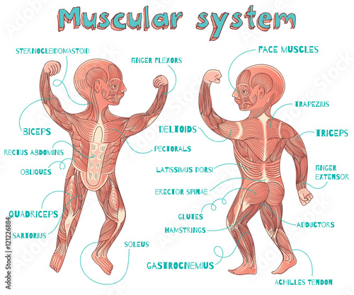 vector cartoon illustration of human muscular system for kids