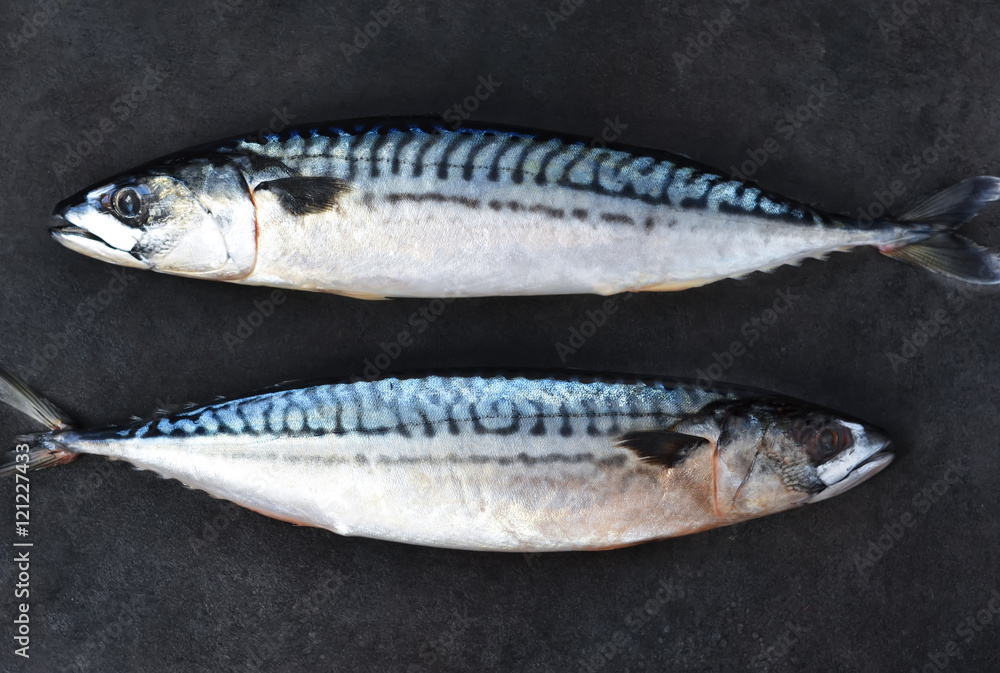 Fresh, raw mackerel on a black background. Top view . Fresh, raw mackerel on a black background. Top view .
