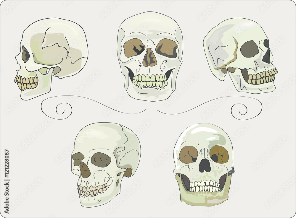 Collection of hand drawn  human skulls -  Vector illustration.
