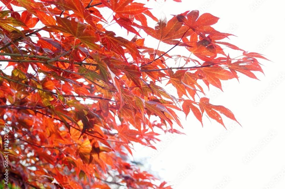 Naklejka premium Japanese Acer