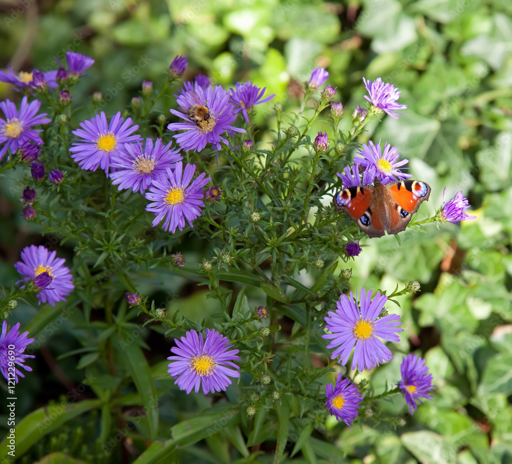 Naklejka premium butterfly on aster flowers