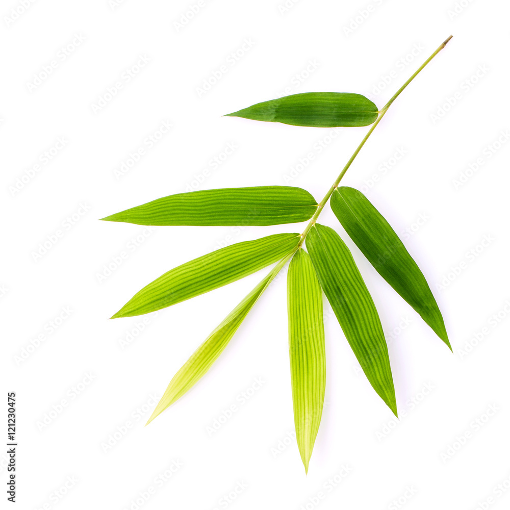 Fototapeta premium Branch of bamboo leaves isolated on white background. Botanical